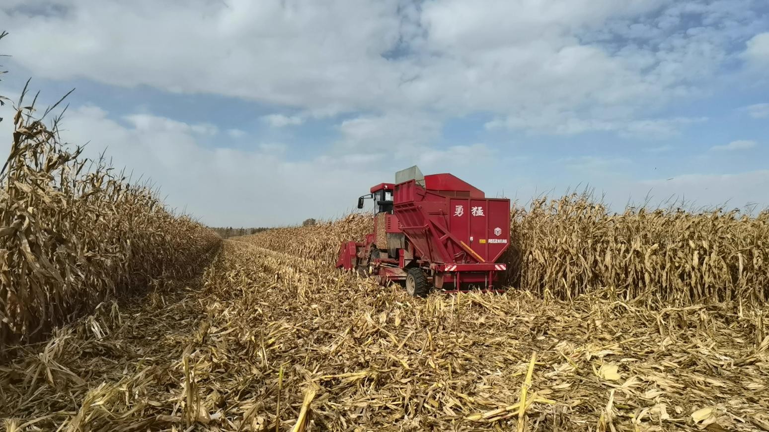 80后小伙儿为何10年来只用勇猛玉米收获机？
